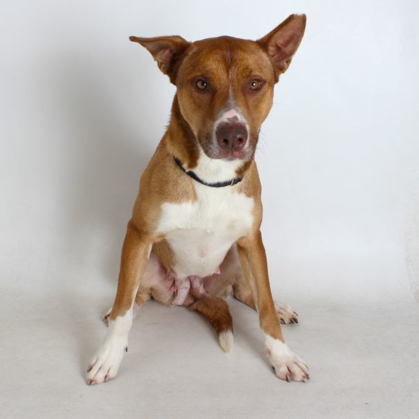 Josie, an adoptable Shepherd in Redding, CA, 96099 | Photo Image 1