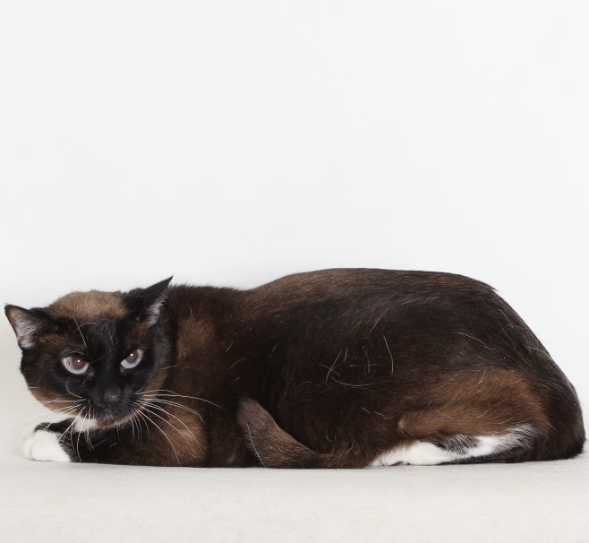 Pookie, an adoptable Siamese in Redding, CA, 96099 | Photo Image 1
