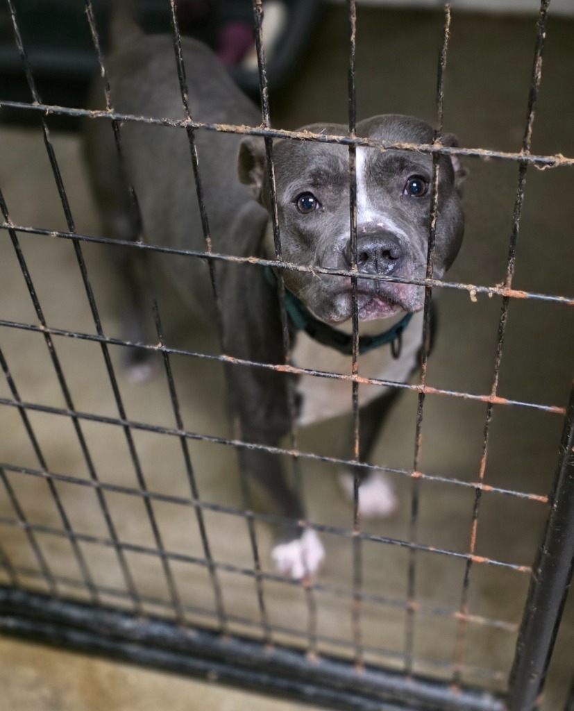 Dino (Nino), an adoptable Pit Bull Terrier, Affenpinscher in Saginaw, MI, 48604 | Photo Image 1