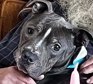 Dino (Nino), an adoptable Pit Bull Terrier, Affenpinscher in Saginaw, MI, 48604 | Photo Image 2