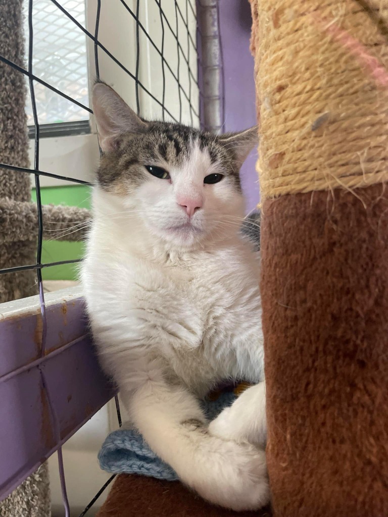 Moopie, an adoptable Domestic Short Hair in Ogden, UT, 84409 | Photo Image 1