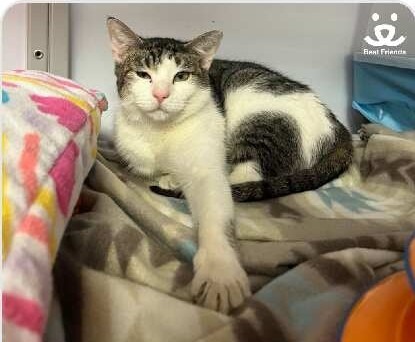 Moopie, an adoptable Domestic Short Hair in Ogden, UT, 84409 | Photo Image 2