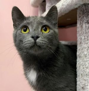 Meet Lite Foot a young sweet and shy soul Her gentle demeanor and petite size make her a perfect