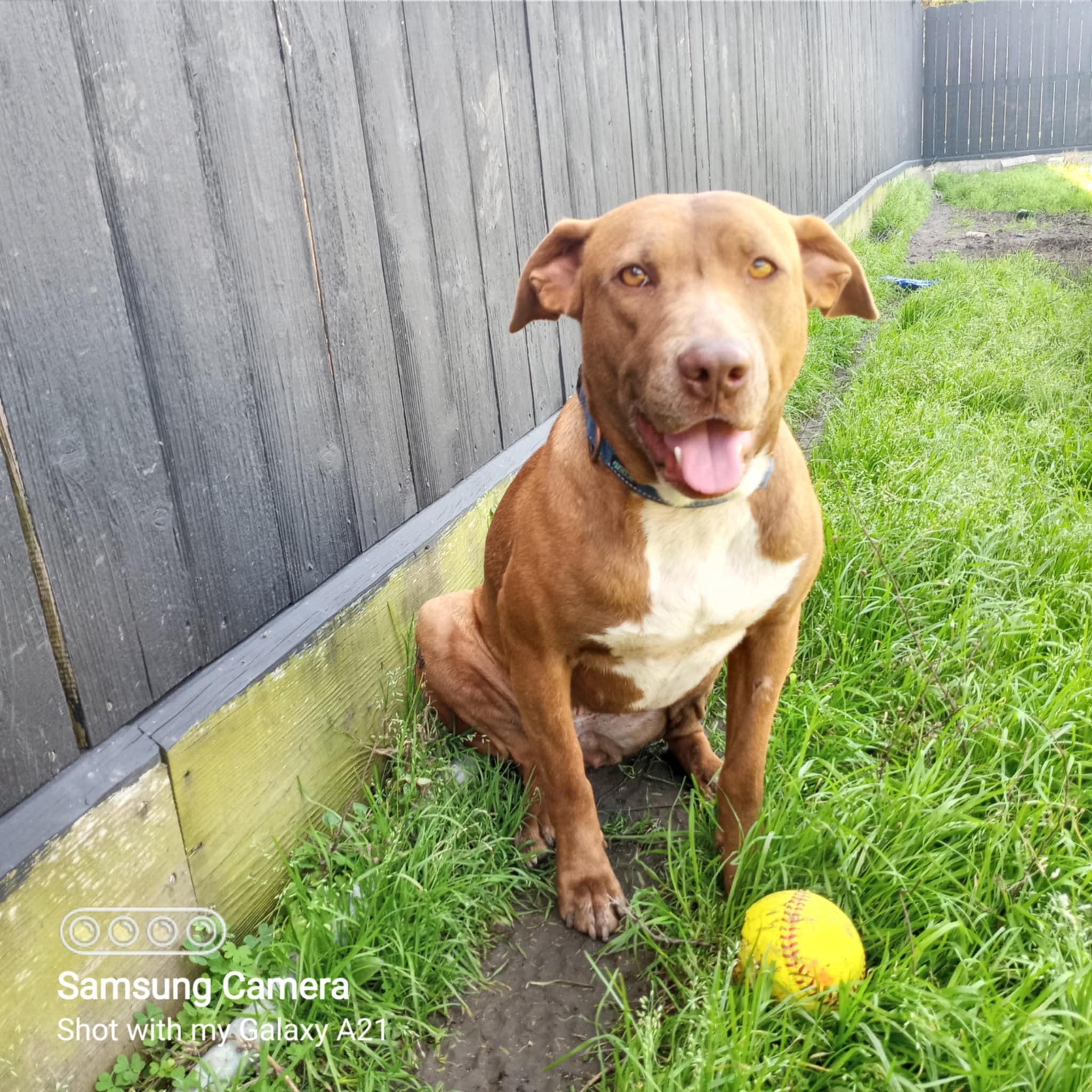 Ginger, an adoptable Pit Bull Terrier in Arlee, MT, 59821 | Photo Image 2