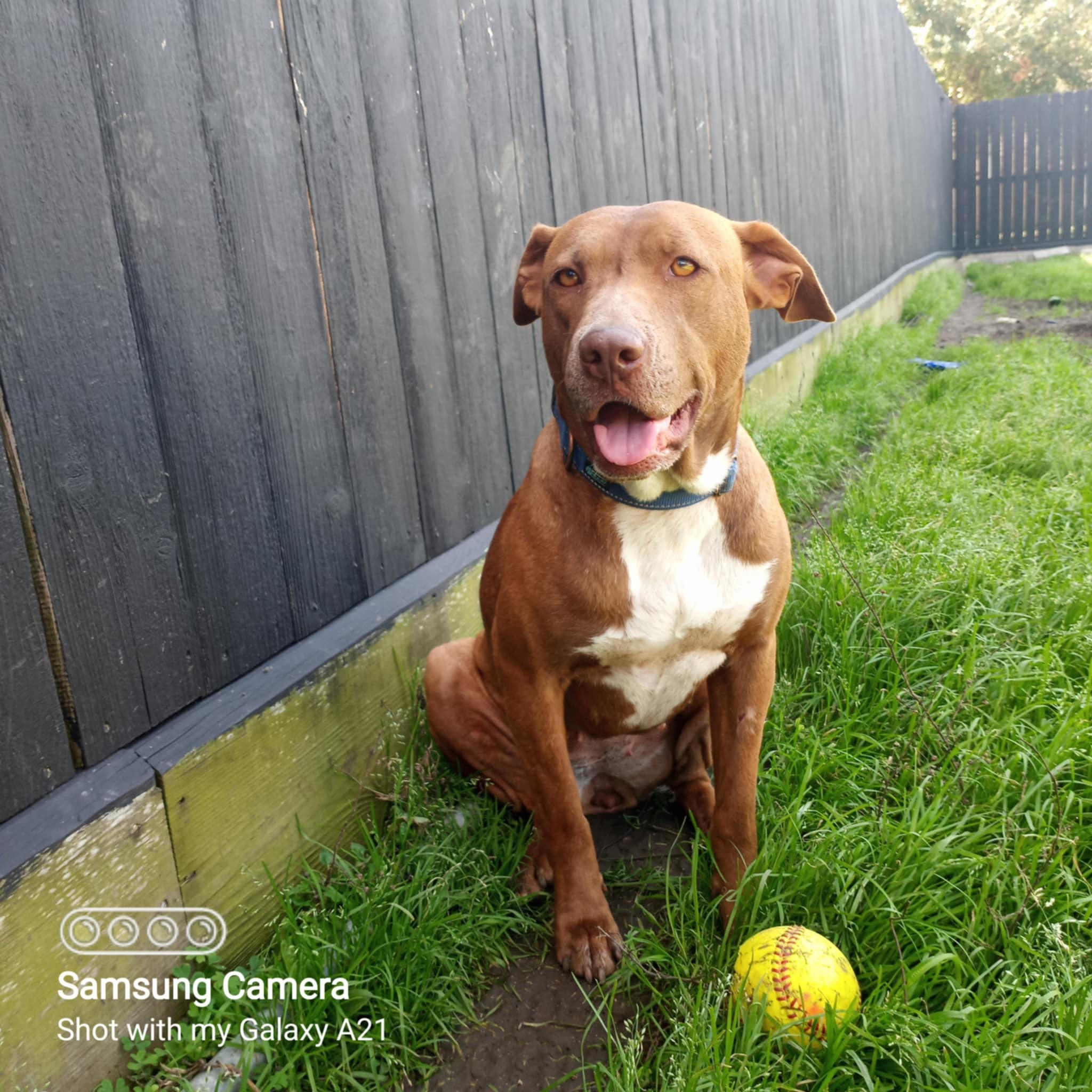 Ginger, an adoptable Pit Bull Terrier in Arlee, MT, 59821 | Photo Image 3