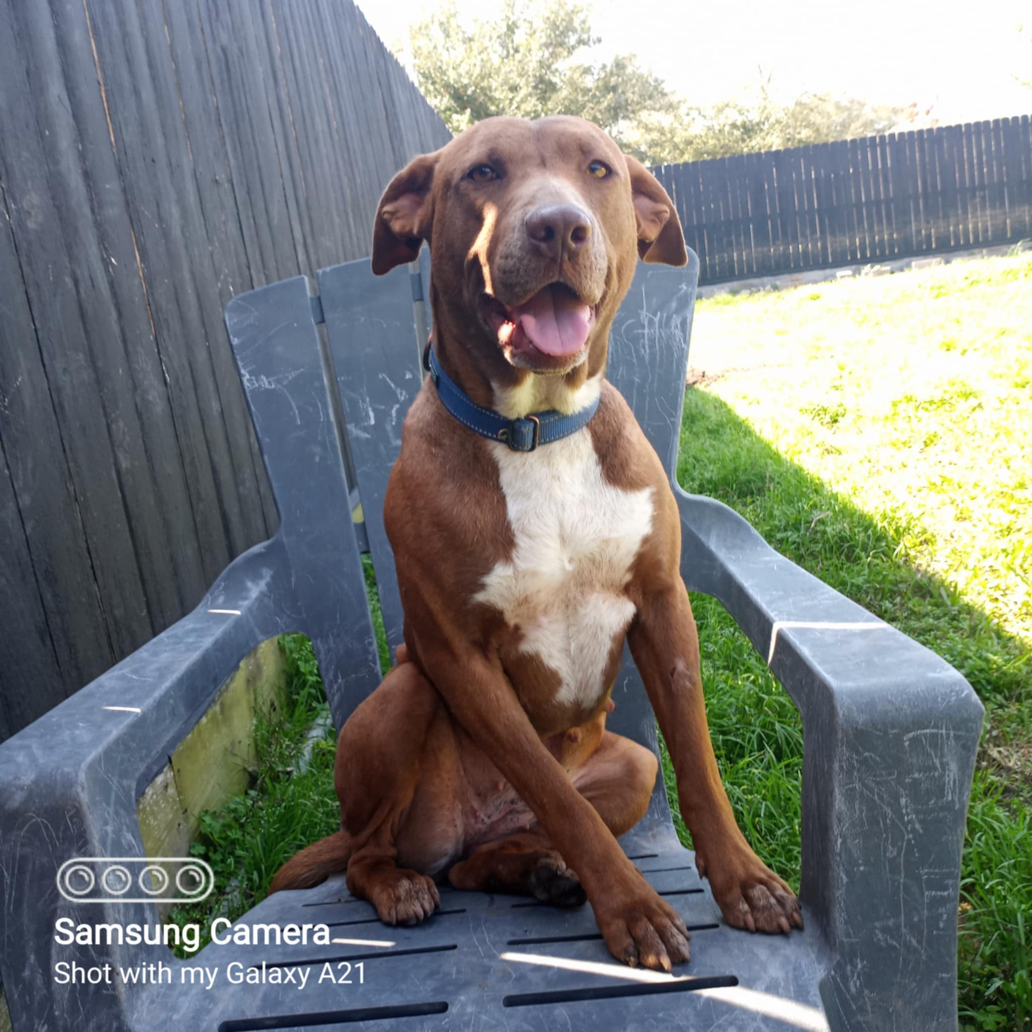 Ginger, an adoptable Pit Bull Terrier in Arlee, MT, 59821 | Photo Image 5