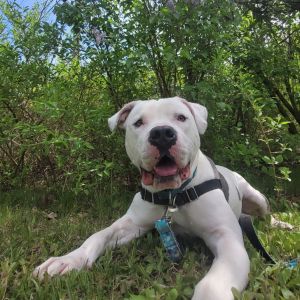 Chance, Adult Male Pit Bull Terrier