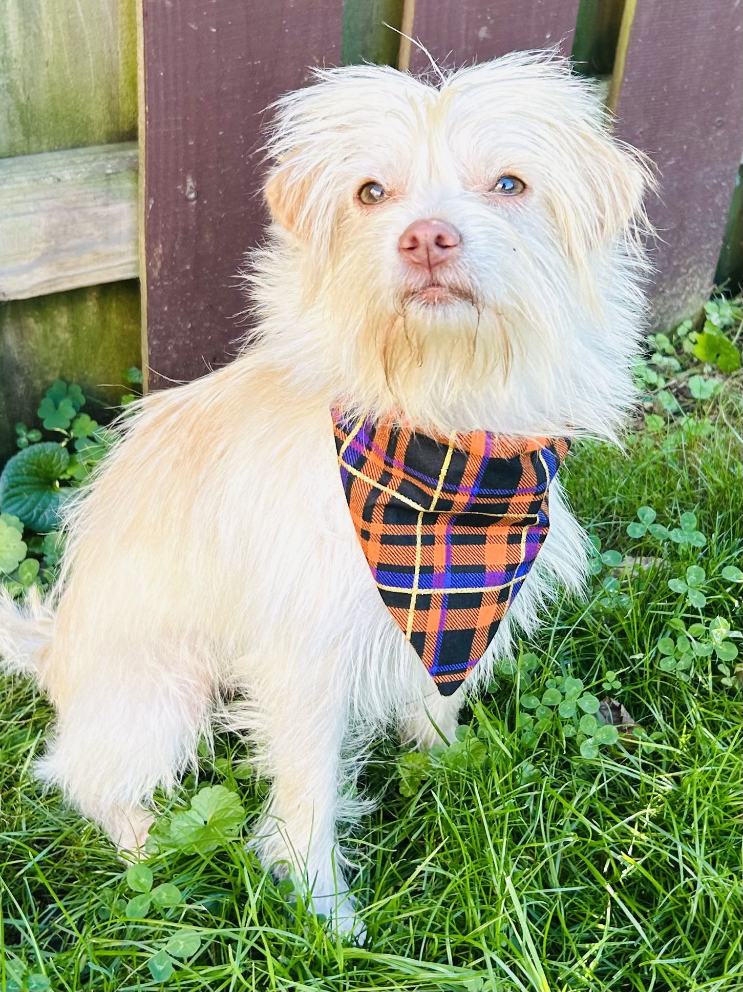 Ryker, an adoptable Maltese in Elizabethtown, PA, 17022 | Photo Image 4