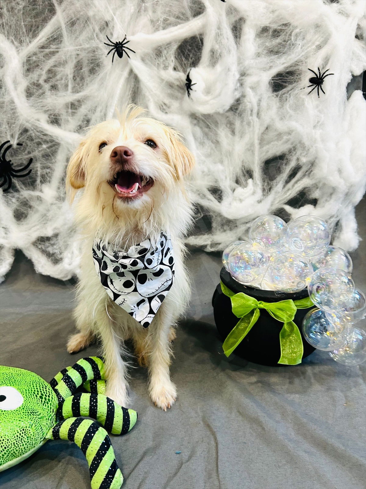 Ryker, an adoptable Maltese in Elizabethtown, PA, 17022 | Photo Image 5