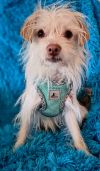 Ryker photo 6
