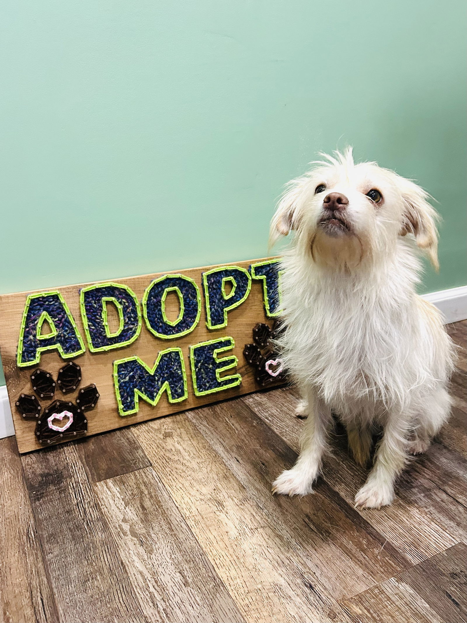 Ryker, an adoptable Maltese in Elizabethtown, PA, 17022 | Photo Image 6