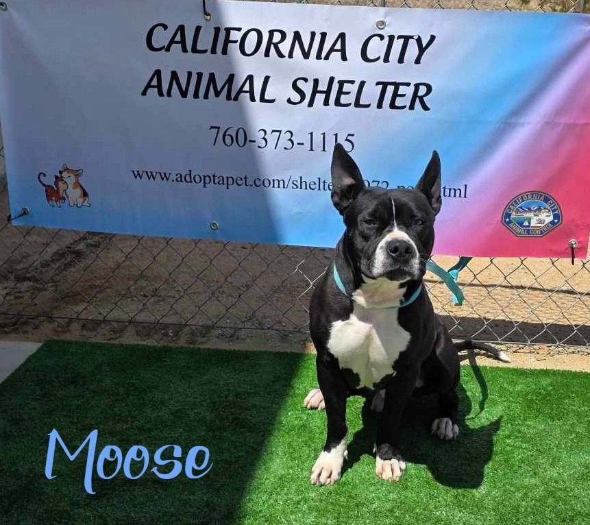 Moose