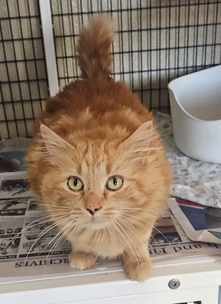 Franny, an adoptable Domestic Long Hair in Green River, WY, 82935 | Photo Image 1
