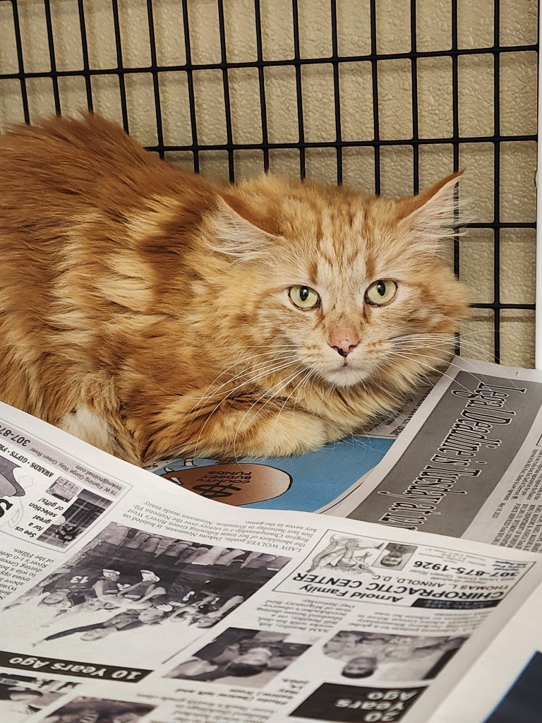 Franny, an adoptable Domestic Long Hair in Green River, WY, 82935 | Photo Image 2