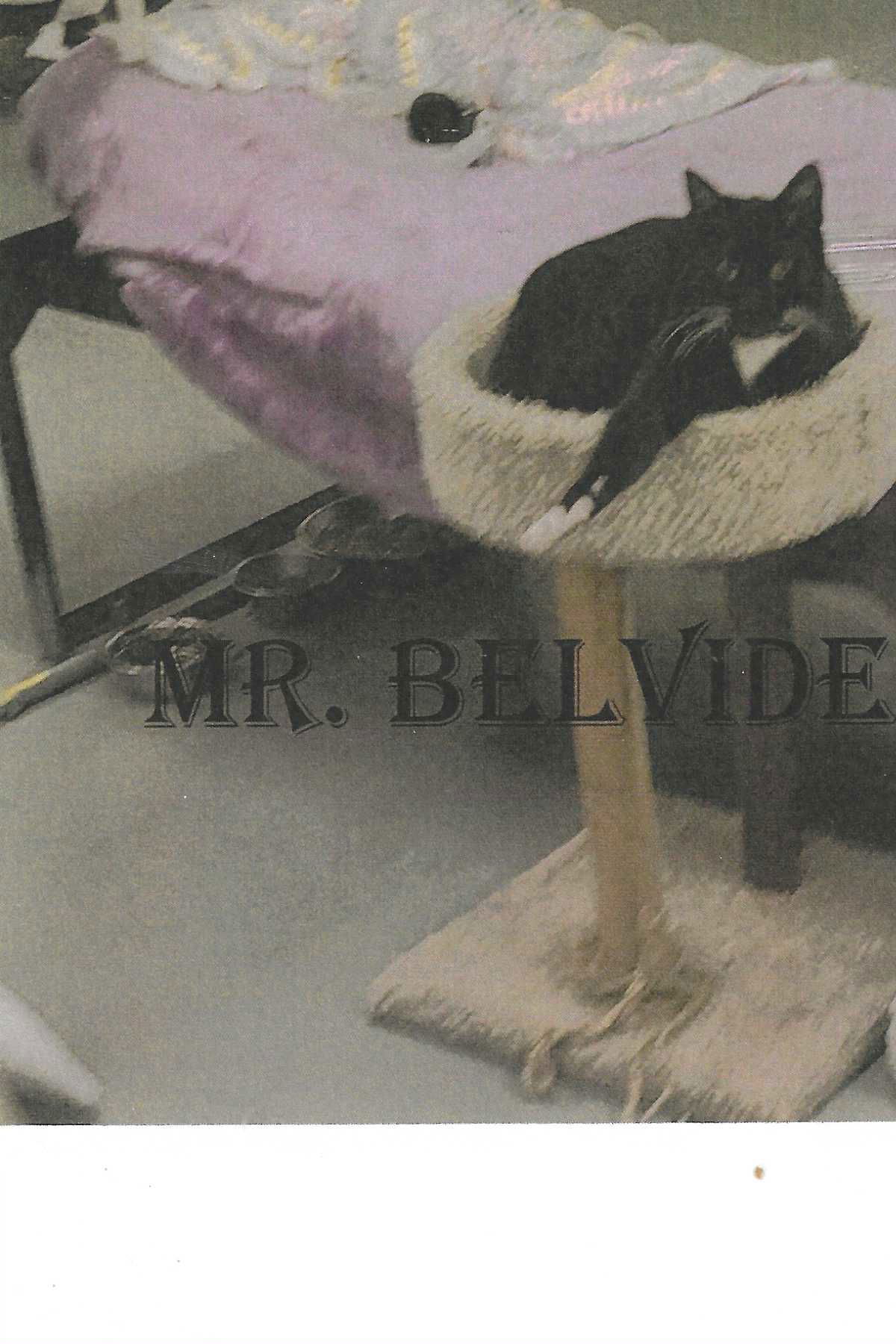 Mr Belvedere