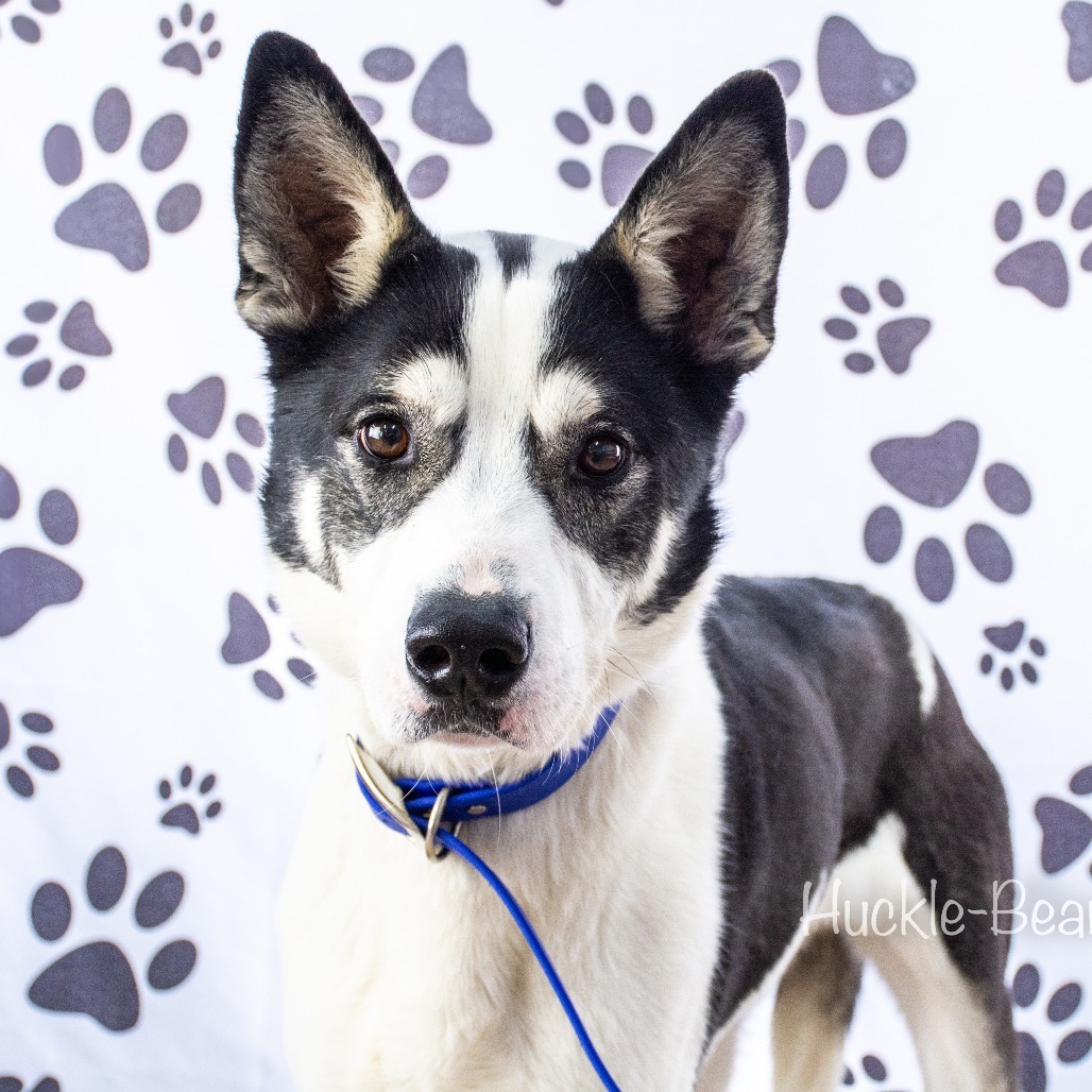Remington, an adoptable Husky in Idaho Falls, ID, 83402 | Photo Image 1