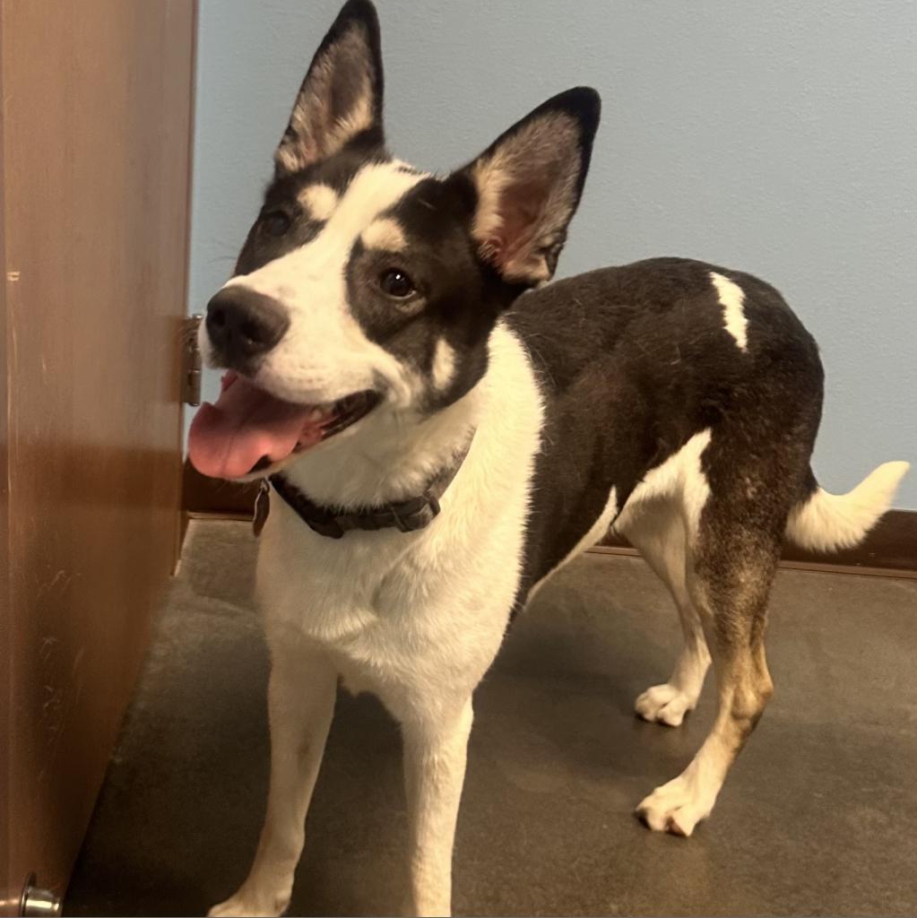 Remington, an adoptable Husky in Idaho Falls, ID, 83402 | Photo Image 2