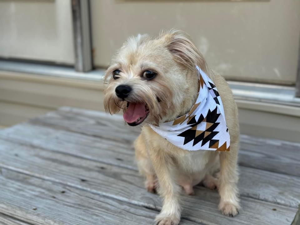 Scrappy~ (Chappy)