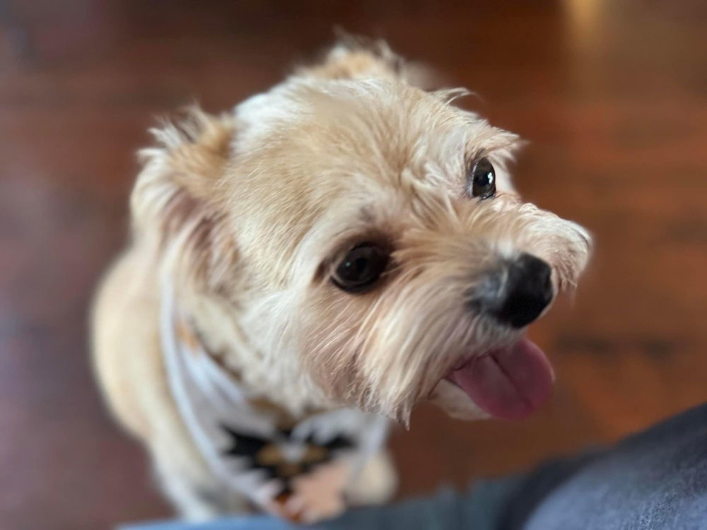 Scrappy~ (Chappy)