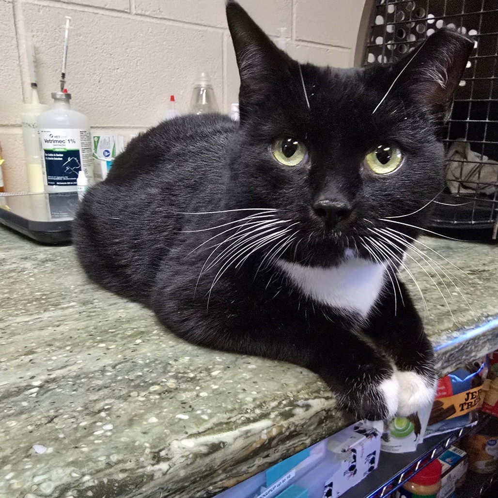 Mittens