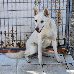 Dexter, Adult Male Shepherd