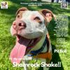 Shamrock Shake photo 1