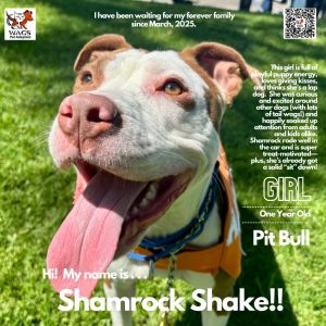 Shamrock Shake, Adult Female Pit Bull Terrier