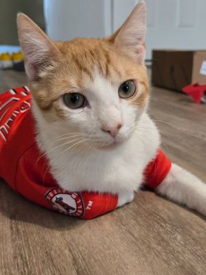 Pudding is a wonderful friendly companion He gets along very well with other cats and loves pets 