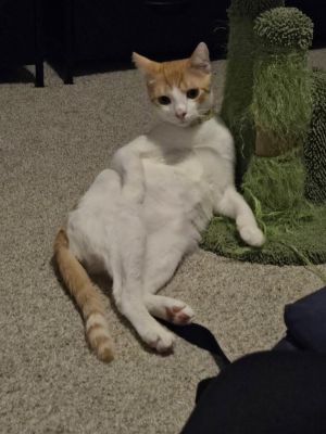 Pudding is a wonderful friendly companion He gets along very well with other cats and loves pets 