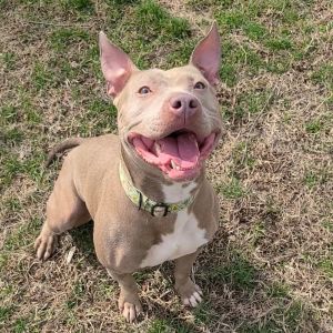 Cali, Adult Female Pit Bull Terrier