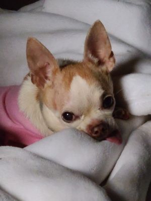 Remington - Pending, Senior Male Chihuahua