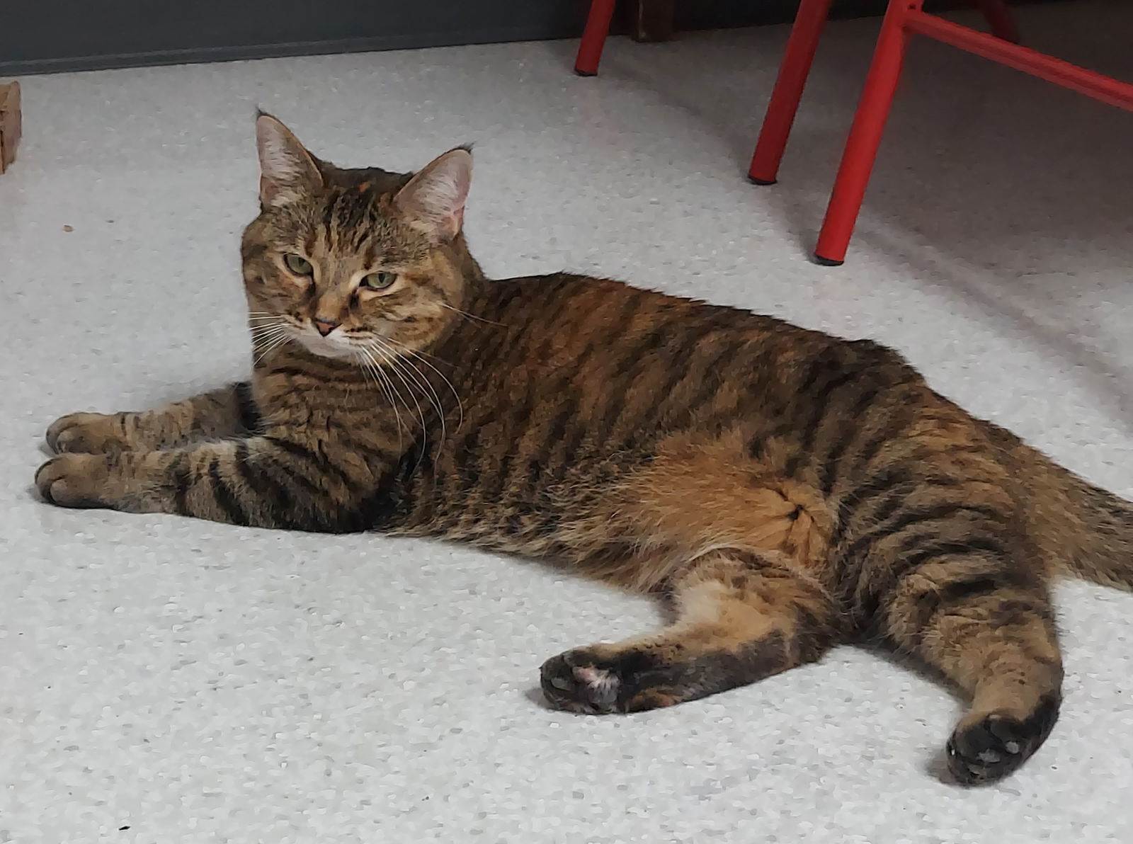 Maggie