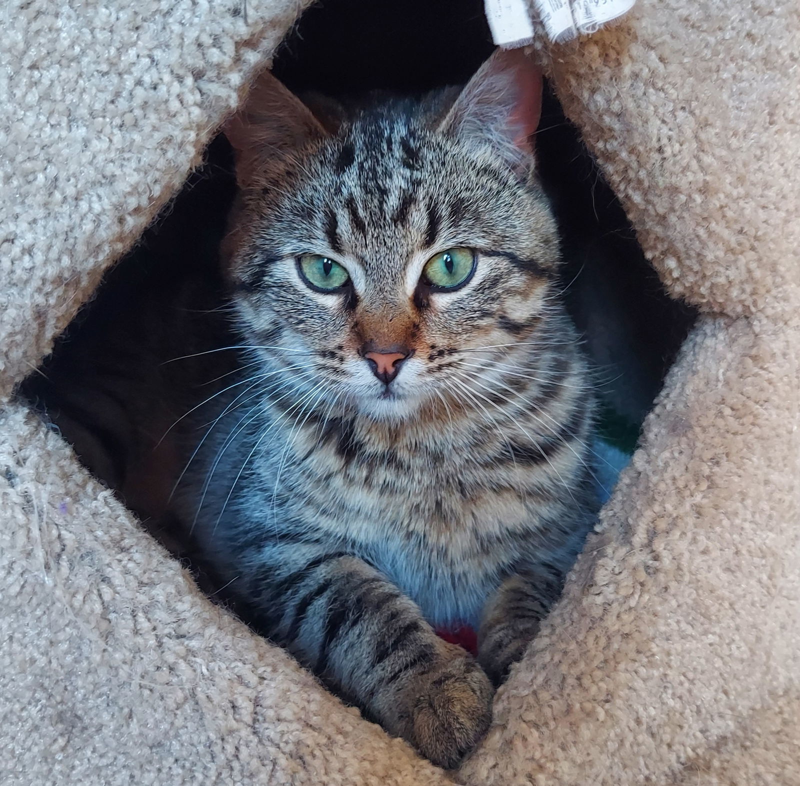 Monty @ The Cat's Brew