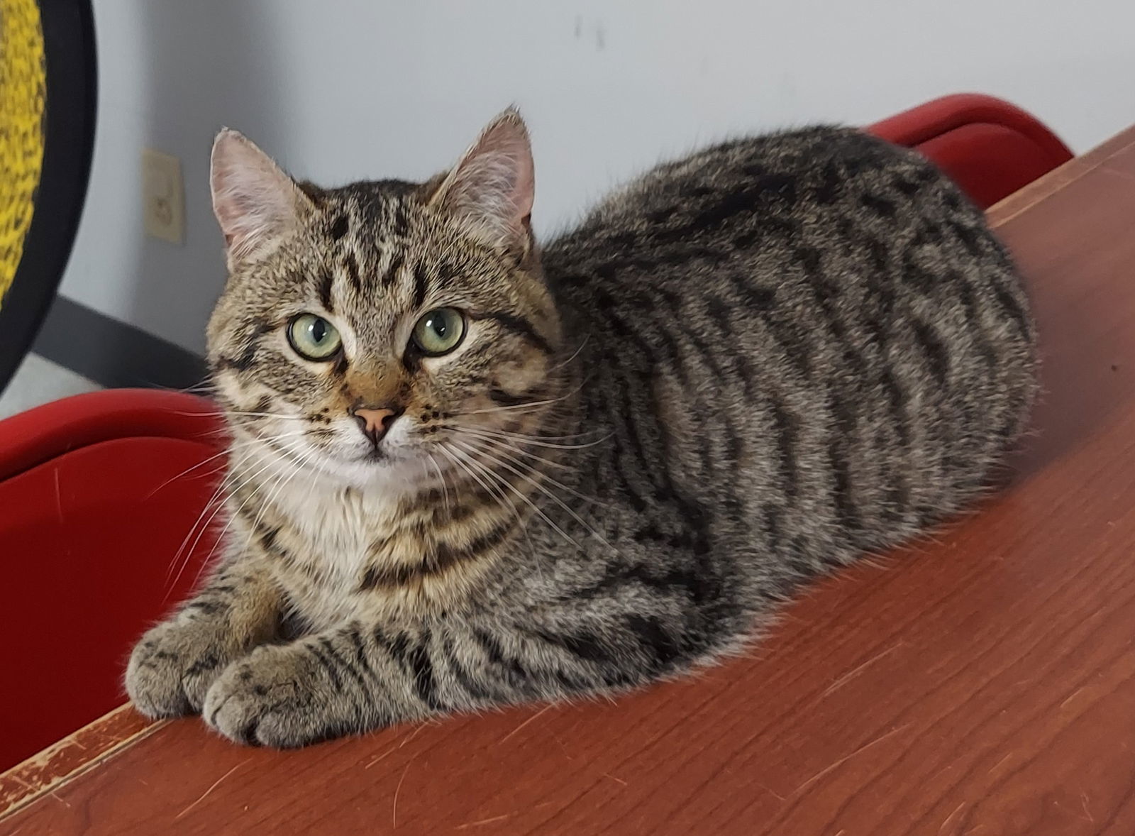 Monty @ The Cat's Brew