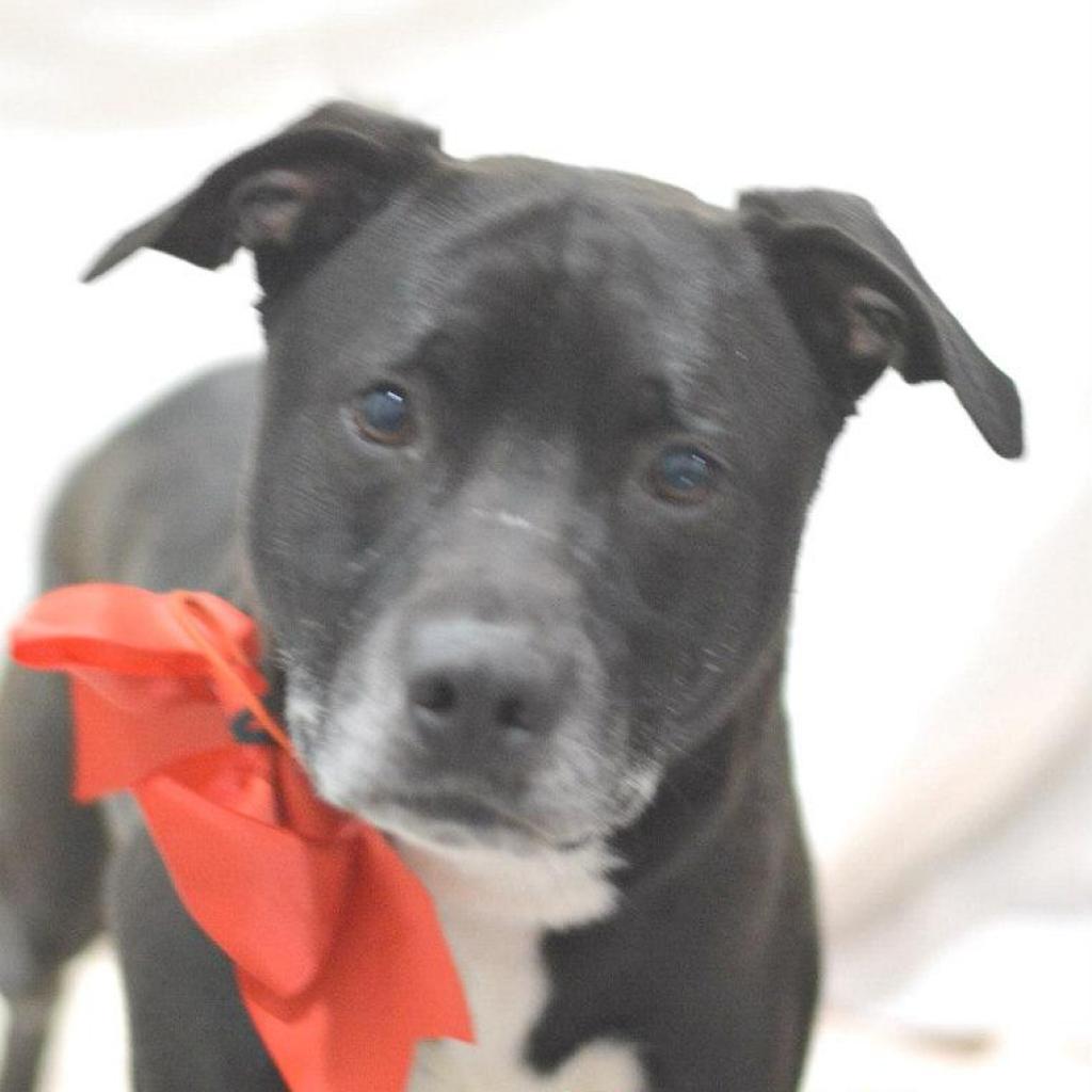 Bussen, an adoptable Labrador Retriever in Lake Havasu City, AZ, 86406 | Photo Image 1