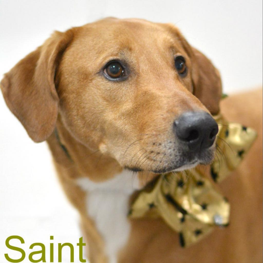 Saint, an adoptable Cattle Dog in Lake Havasu City, AZ, 86406 | Photo Image 1