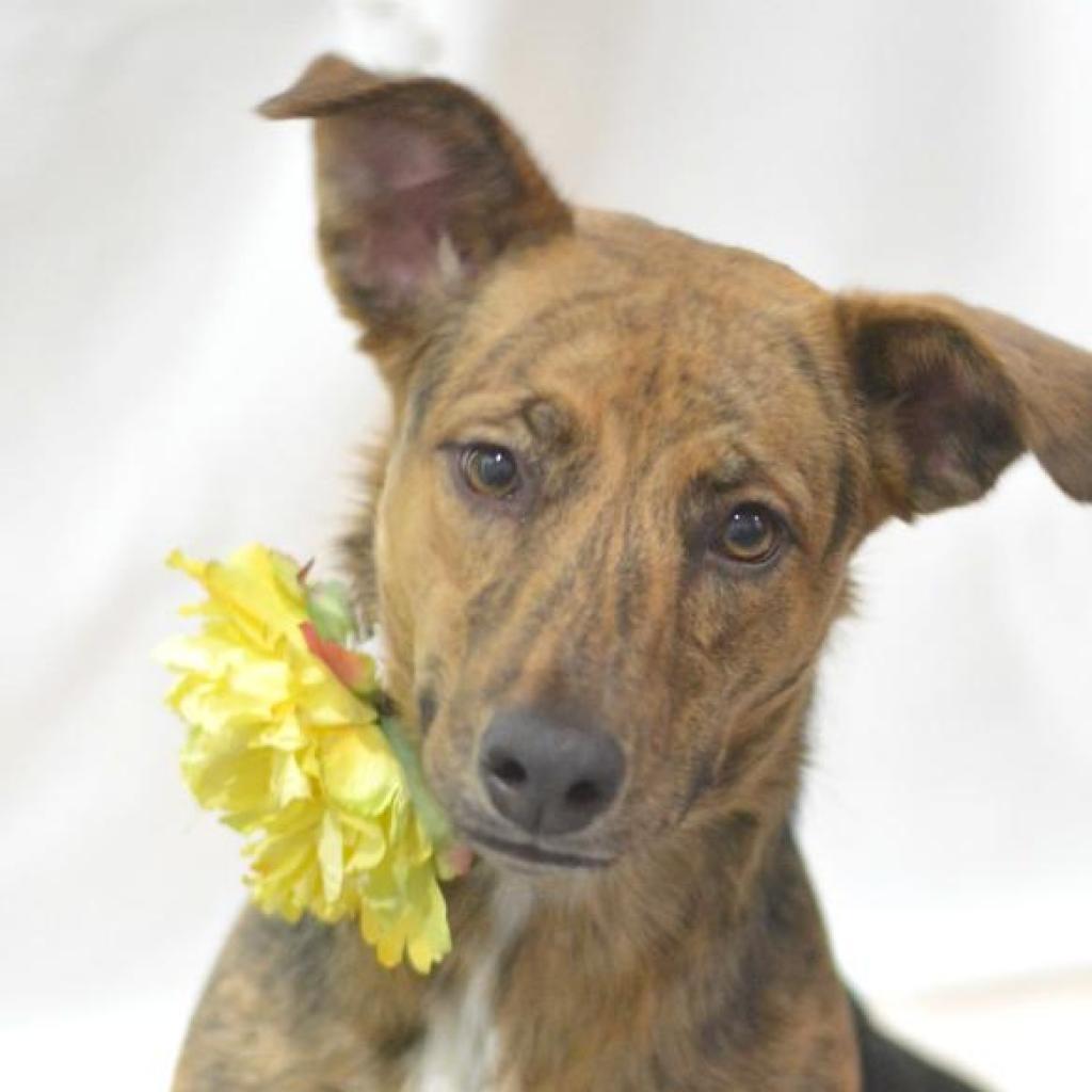 Millie, an adoptable Catahoula Leopard Dog, Cattle Dog in Lake Havasu City, AZ, 86406 | Photo Image 1