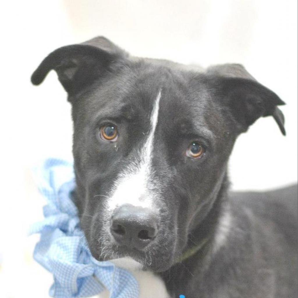 Leeroy, an adoptable Labrador Retriever in Lake Havasu City, AZ, 86406 | Photo Image 1