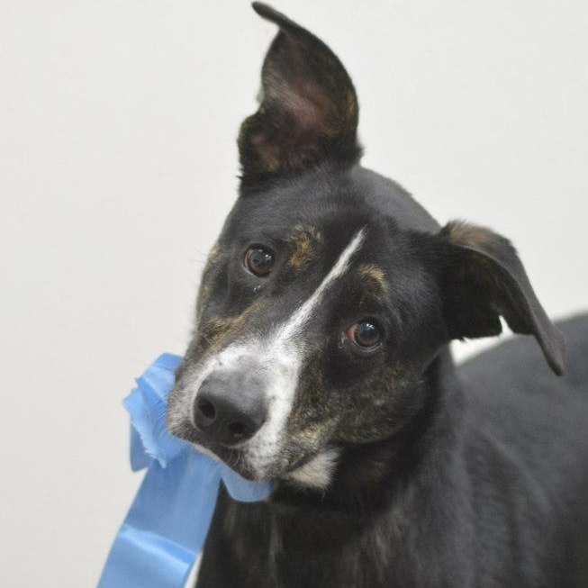 Trevor, an adoptable German Shepherd Dog in Lake Havasu City, AZ, 86406 | Photo Image 1