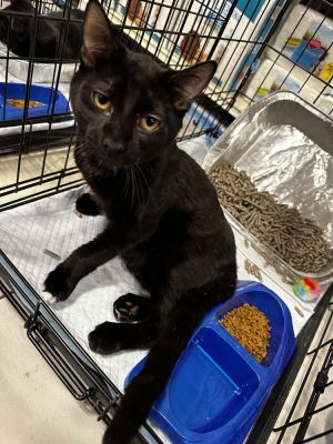 Gabriel