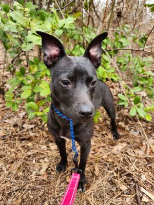 Pete, Young Male Terrier