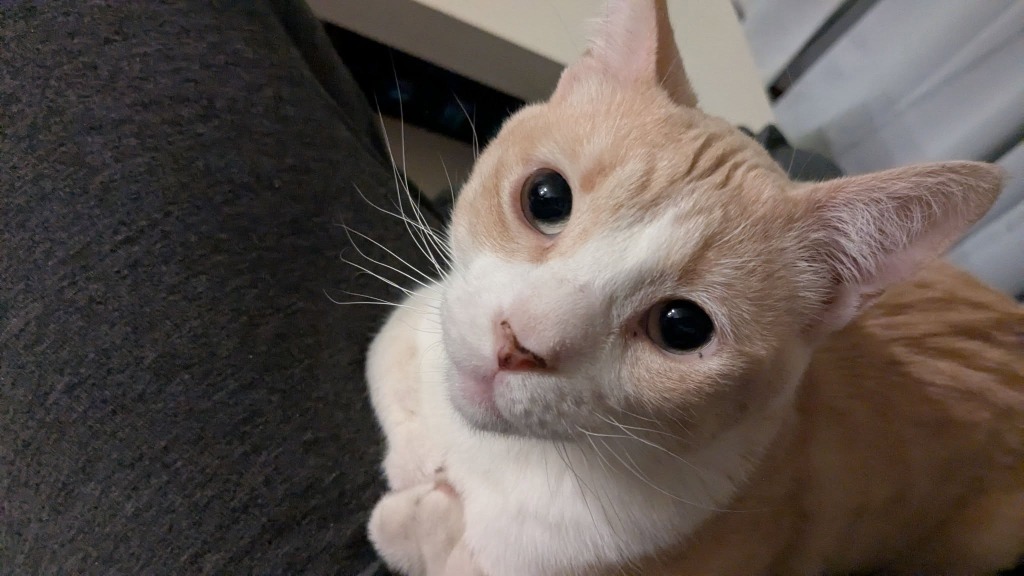 Joe