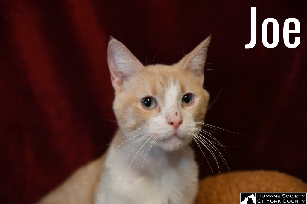 Joe