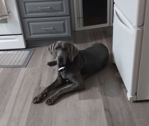 Ronan Weimaraner Dog