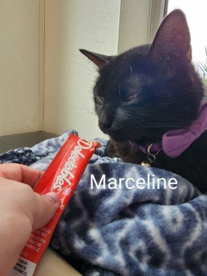 Marceline, Adult Female unknown