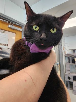 Marceline, Adult Female unknown
