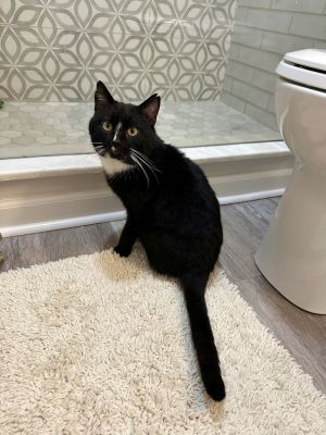 Big Poppa Kitty, Adult Male Domestic Short Hair