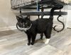 Big Poppa Kitty photo 2