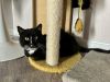 Big Poppa Kitty photo 3