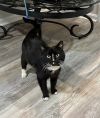 Big Poppa Kitty photo 4